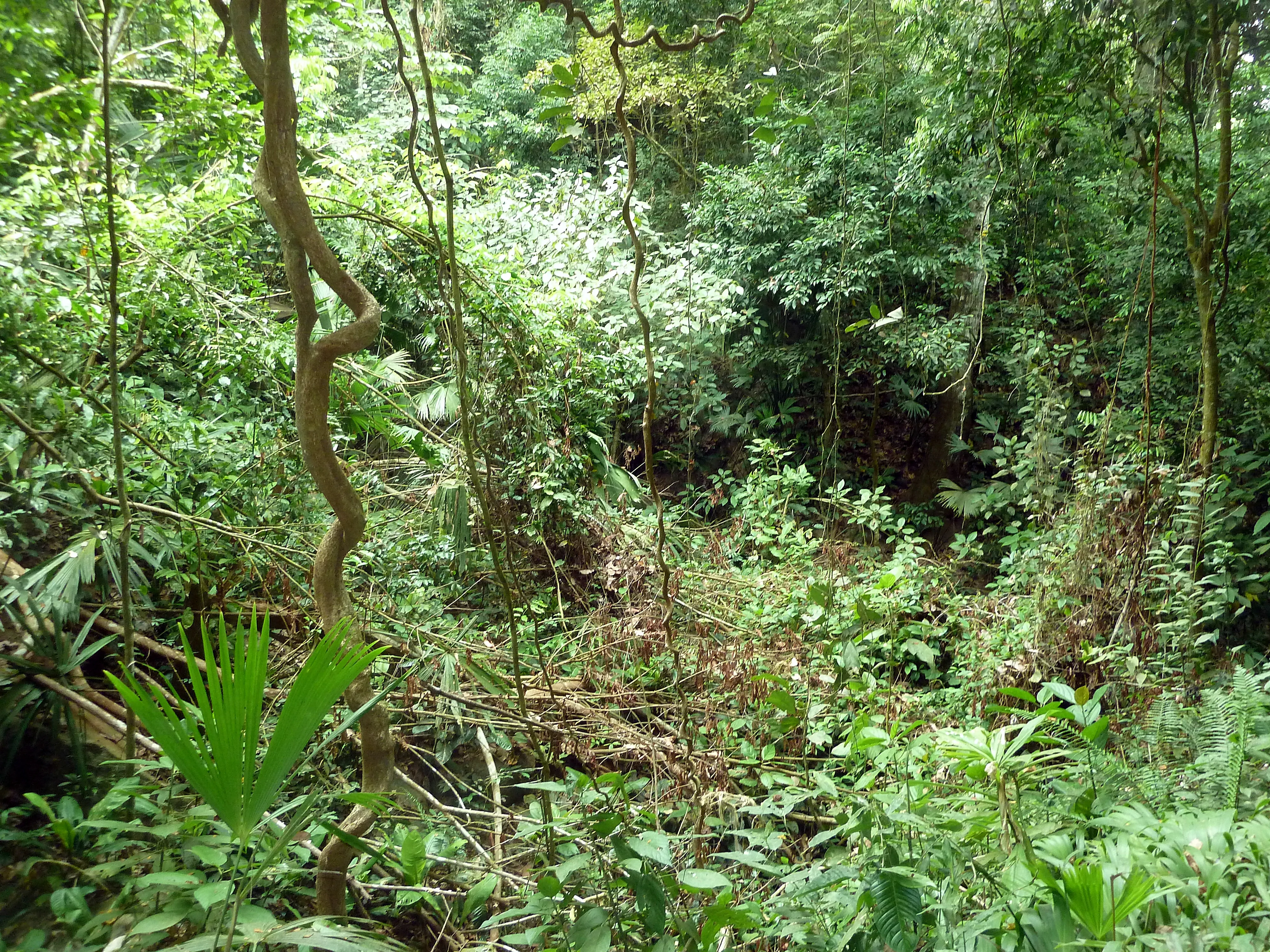 Camino Denso por la Selva cerca de Cañaveral