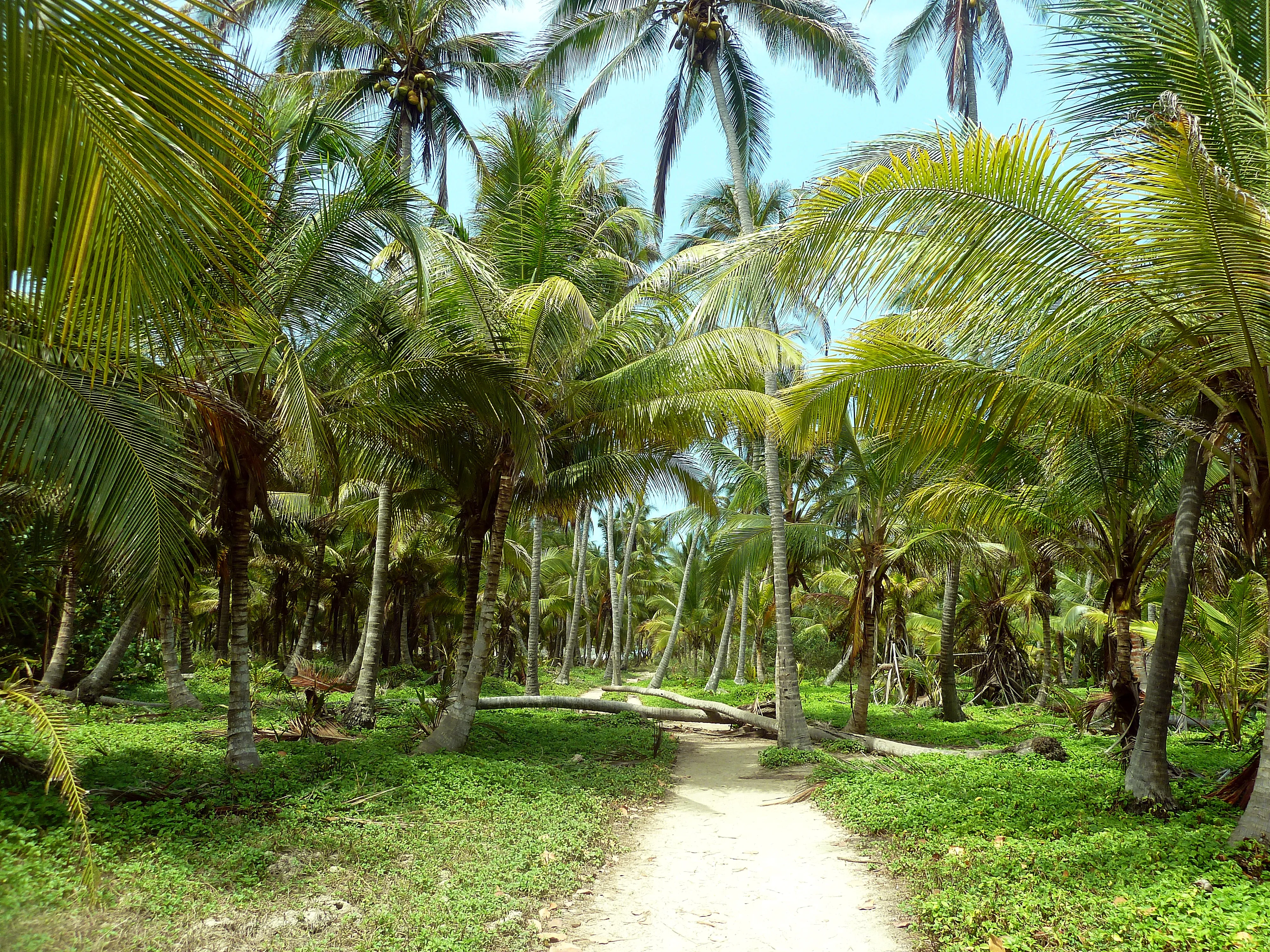 114 Tayrona Palm Trees Colombia