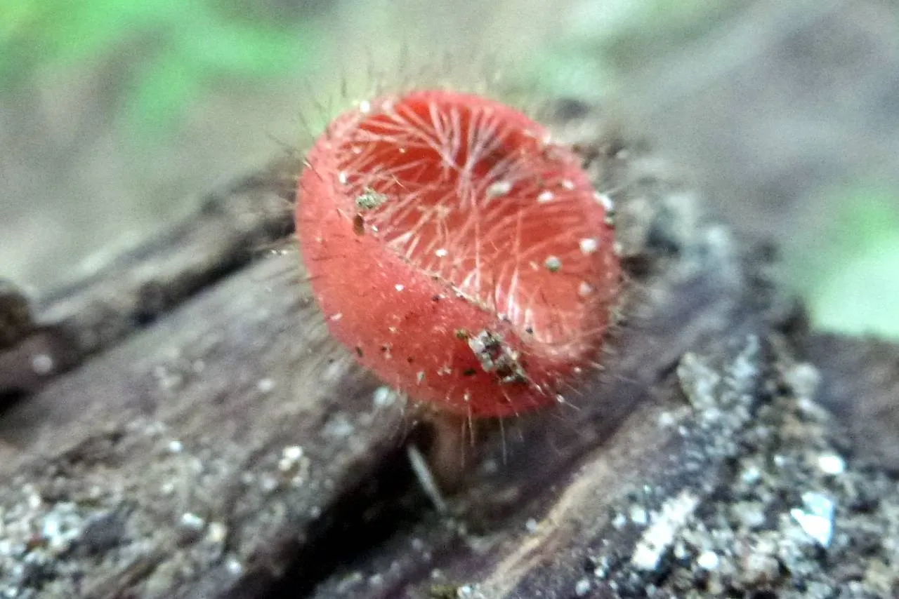 2015 01 05 Cookeina tricholoma group 497905
